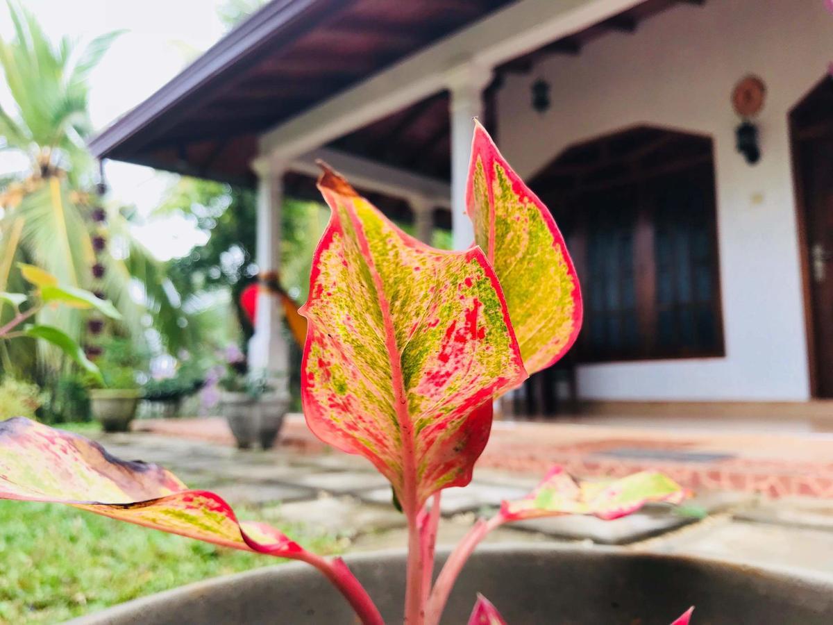 Kawshan Home Stay Dikwella Eksteriør bilde